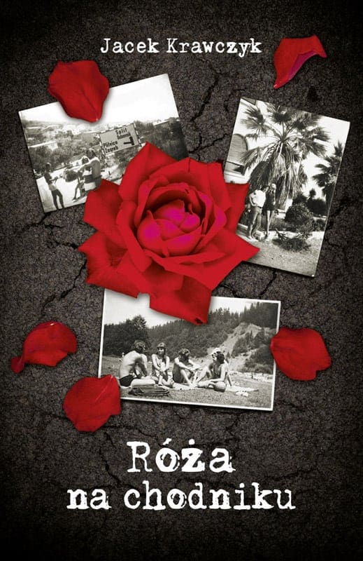 róża przód